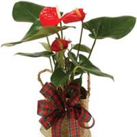 Living Gifts - Plants flowers delivery - Flowers Auckland