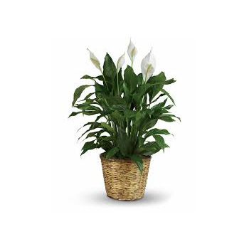 Peace Lily Plant so suited for a lot of occasions flowers delivery - Flowers Auckland