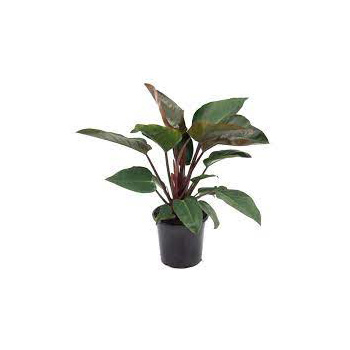 Philodendron Pot Plant flowers delivery - Flowers Auckland