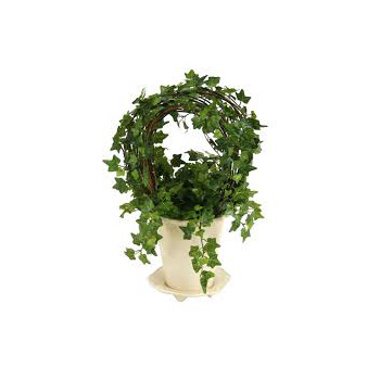 Ivy Topiary Hoop from Flowers Auckland at East Tamaki flowers delivery - Flowers Auckland