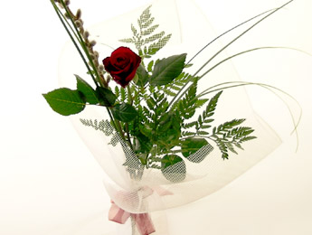 Valentines Single Rose for delivery Auckland wide flowers delivery - Flowers Auckland