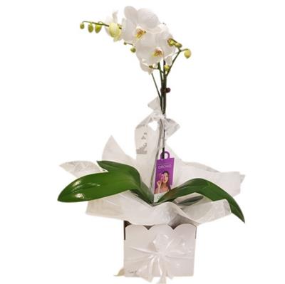 Orchid Plant flowers delivery - Flowers Auckland