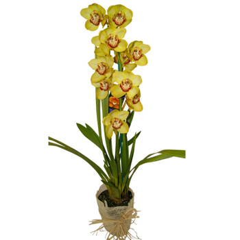 Cymbidium Orchid Plants in season now, Flowers Auckland Florist flowers delivery - Flowers Auckland