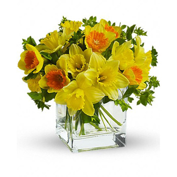 Daffodil Dreams for Spring colour delivered Auckland wide at Flowers Auckland flowers delivery - Flowers Auckland