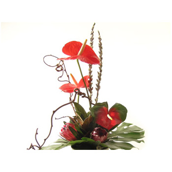 Flowers Auckland Contemporary Flowers Arrangement for Auckland flowers delivery flowers delivery - Flowers Auckland