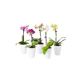 Small coloured Phalaenopsis Pot Plants for Auckland Flower Delivery flowers delivery - Flowers Auckland