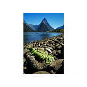 NZ Gift Card NZ Gift Card flowers delivery - Flowers Auckland