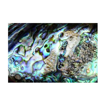 NZ Paua Gift Card NZ Paua Gift Card flowers delivery - Flowers Auckland