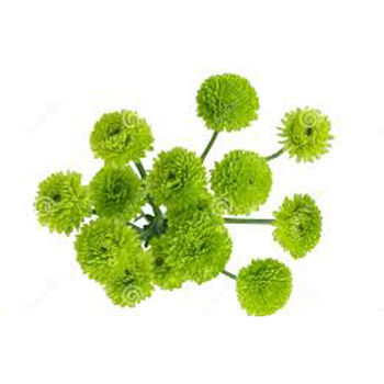 Green Chrysanthemums Green Chrysanthemums flowers delivery - Flowers Auckland