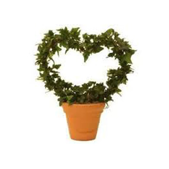 Heart Ivy Topiary Heart Ivy Topiary flowers delivery - Flowers Auckland