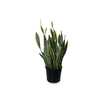 Sansevieria Plant flowers delivery - Flowers Auckland