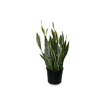 Sansevieria Plant Sansevieria Plant flowers delivery - Flowers Auckland