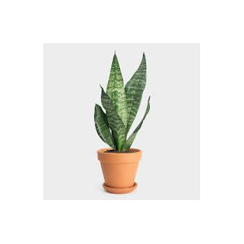 Trendy, long lasting plant from Flowers Auckland Trendy, long lasting plant from Flowers Auckland flowers delivery - Flowers Auckland