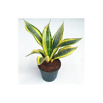 Sansevieria Plant for delivery Auckland wide flowers delivery - Flowers Auckland