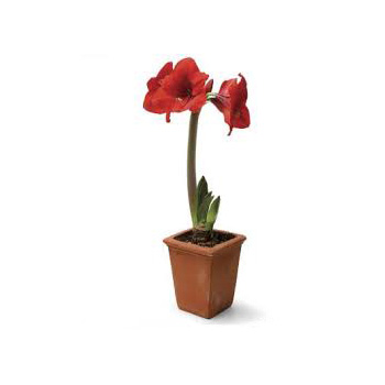 Amaryllis Flowering Plants for Auckland delivery flowers delivery - Flowers Auckland