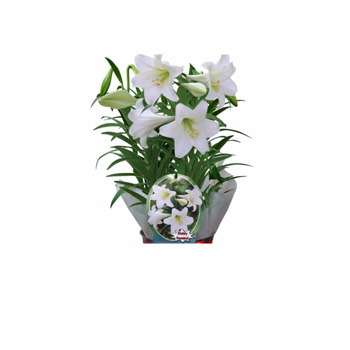 Give a long lasting Gift this Christmas flowers delivery - Flowers Auckland