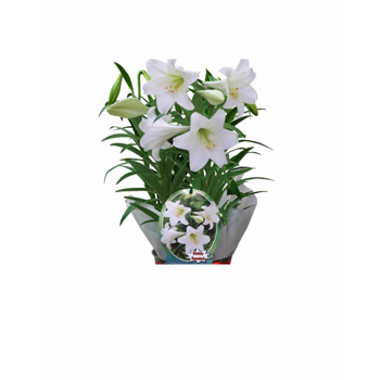 Give a long lasting Gift this Christmas Give a long lasting Gift this Christmas flowers delivery - Flowers Auckland