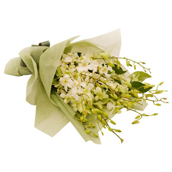 Imported Singapore Orchids for Auckland flower delivery flowers delivery - Flowers Auckland