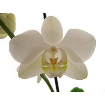 Phalaenopsis Orchid Plants elegant long lasting plants Flowers Auckland flowers delivery - Flowers Auckland