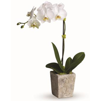 Phalaenopsis Orchid Plants are stunning - Flowers Delivery flowers delivery - Flowers Auckland