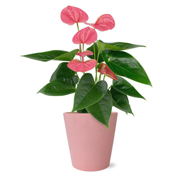 Pink Anthurium Plant, Lovely for Mum, Flowers Auckland flowers delivery - Flowers Auckland