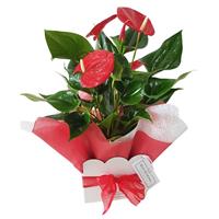 Anthurium Pot Plant flowers delivery - Flowers Auckland