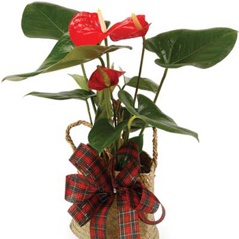 Flowering Anthurium Pot Plant - flowers delivery flowers delivery - Flowers Auckland