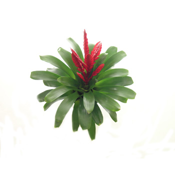 Bromeliads - Flowering Pot Plants - flowers delivery flowers delivery - Flowers Auckland