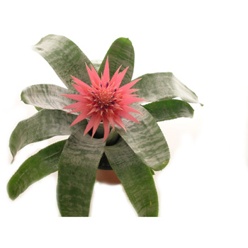 Exotic Bromeliads make a stunning gift from Flowers Auckland flowers delivery - Flowers Auckland