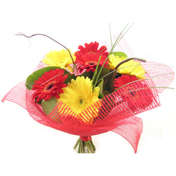 Simply Bright Gerberas delivered at Flowers Auckland Simply Bright Gerberas delivered at Flowers Auckland flowers delivery - Flowers Auckland