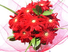 Christmas Red Gerberas flowers delivery - Flowers Auckland