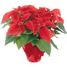 Poinsettia Plant flowers delivery - Flowers Auckland