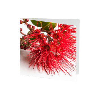 NZ Native Gift Cards, Flowers Delivery flowers delivery - Flowers Auckland