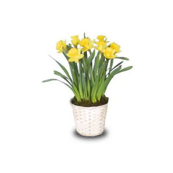 Sunny Daffodils in a pot are perfect for sending at Flowers Auickland flowers delivery - Flowers Auckland
