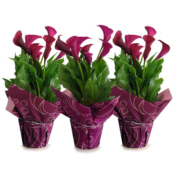 Calla Lily Flowering House Plants for Auckland Flowers delivery0 flowers delivery - Flowers Auckland