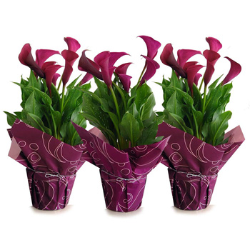Calla Lily Flowering House Plants for Auckland Flowers delivery0 Calla Lily Flowering House Plants for Auckland Flowers delivery0 flowers delivery - Flowers Auckland