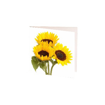 Sunflower Gift Cards to send Auckland wide flowers delivery - Flowers Auckland