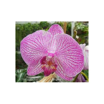 Variegated Phalaenopsis Orchid Plants del;ivered Auckland wide flowers delivery - Flowers Auckland
