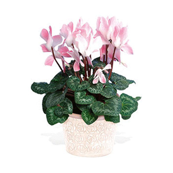 Lovely Seasonal Flowering Plant flowers delivery - Flowers Auckland