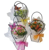 Kalanchoe Pot Plant flowers delivery - Flowers Auckland