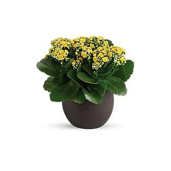 Kalanchoe Flowering Potted Plant Kalanchoe Flowering Potted Plant flowers delivery - Flowers Auckland