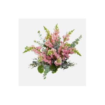 Snap Dragon and Stock Cut Flowers flowers delivery - Flowers Auckland