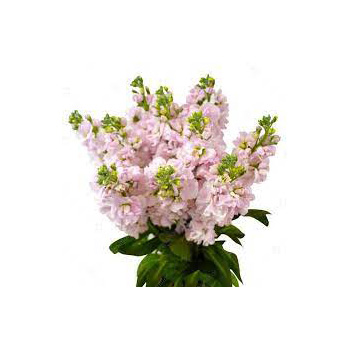  flowers delivery - Flowers Auckland