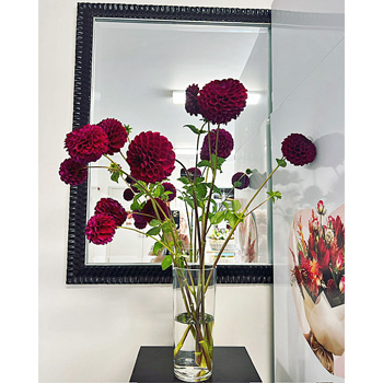 These 'hot" trending Flowers at Flowers Auckland will bring smiles These 'hot" trending Flowers at Flowers Auckland will bring smiles flowers delivery - Flowers Auckland