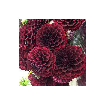 flowers delivery - Flowers Auckland