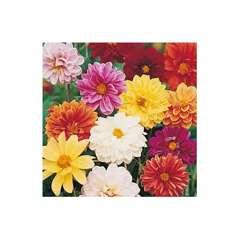 Trendy Dahlia's in mixed colours and varieties at Flowers Auckland Trendy Dahlia's in mixed colours and varieties at Flowers Auckland flowers delivery - Flowers Auckland