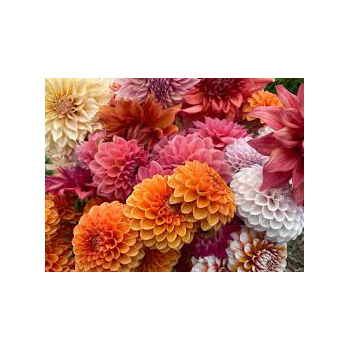 Dahlia Flower Blooms for the latest trend setting cutflower Dahlia Flower Blooms for the latest trend setting cutflower flowers delivery - Flowers Auckland