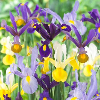 Iris's are a fav flower for lots, now available at Flowers Auckland Florist flowers delivery - Flowers Auckland