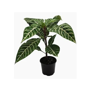 Stunning Foliage Plants at Flowers Auckland flowers delivery - Flowers Auckland