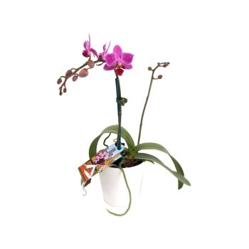 Mini Moth Orchids, Perfect for Mothers day flowers delivery - Flowers Auckland